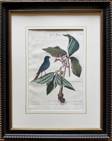 click for detailed image Seligmann Catesby XC.jpg